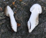 Oudemansiella mucida image
