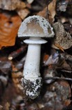 Amanita excelsa image