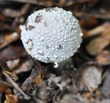 Amanita excelsa image