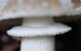 Amanita excelsa image