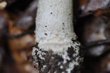 Amanita excelsa image