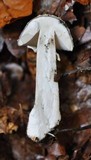 Amanita excelsa image