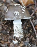 Amanita excelsa image