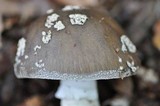 Amanita excelsa image