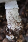 Amanita excelsa image