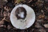 Amanita excelsa image