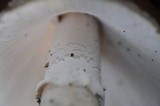 Amanita excelsa image