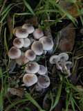 Marasmius albogriseus image