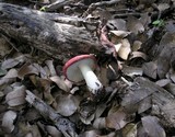 Russula cremoricolor image