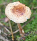 Armillaria gallica image