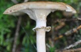 Armillaria gallica image