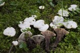 Hydnellum peckii image