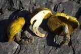 Suillus flavogranulatus image