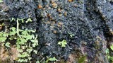 Fuscopannaria leucosticta image