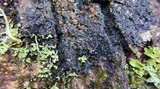 Fuscopannaria leucosticta image