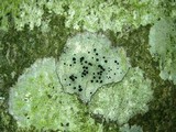 Buellia erubescens image