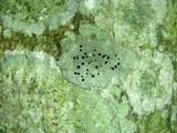 Buellia erubescens image