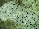 Buellia erubescens image