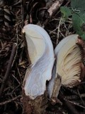 Tapinella atrotomentosa image