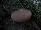 Tapinella atrotomentosa image