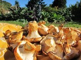 Cantharellus subalbidus image