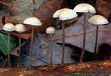 Marasmius olneii image