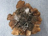Parmotrema austrosinense image
