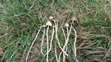 Psilocybe semilanceata image