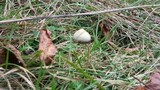 Psilocybe semilanceata image