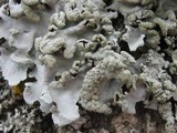 Parmotrema reticulatum image