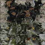 Parmotrema reticulatum image