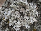 Parmotrema reticulatum image
