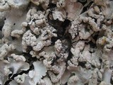 Parmotrema reticulatum image