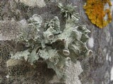 Ramalina bourgeana image