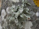 Ramalina bourgeana image