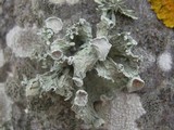Ramalina bourgeana image