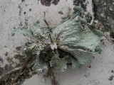 Ramalina bourgeana image