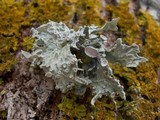 Ramalina bourgeana image