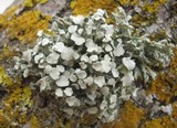 Ramalina fastigiata image
