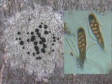 Lecidella elaeochroma f. elaeochroma image