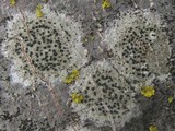 Lecidella elaeochroma f. elaeochroma image