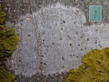 Julella vitrispora image