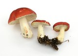 Russula cremoricolor image