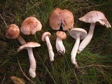 Hygrophorus erubescens image