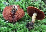 Cortinarius semisanguineus image