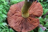 Cortinarius semisanguineus image