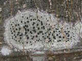 Lecidella elaeochroma f. elaeochroma image