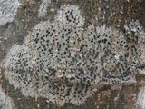 Lecidella elaeochroma f. elaeochroma image