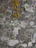 Lecidella elaeochroma f. elaeochroma image