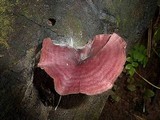 Callistosporium terrigenum image